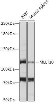 Anti-MLLT10 Antibody (CAB14260)