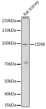 Anti-CD98 Antibody (CAB5702)