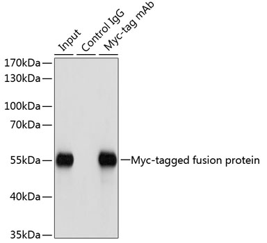 Anti-Mouse anti Myc-Tag Monoclonal Antibody (CABE010)