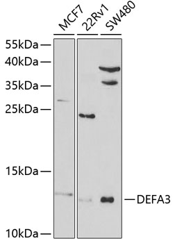 Anti-DEFA3 Antibody (CAB5340)