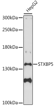 Anti-STXBP5 Antibody (CAB16311)