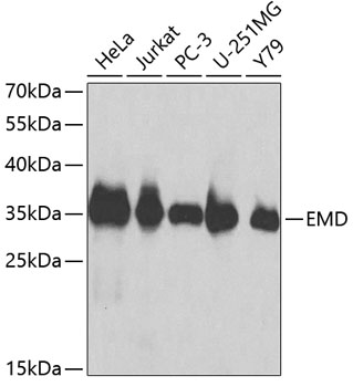 Anti-EMD Antibody (CAB1132)