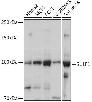 Anti-SULF1 Antibody (CAB13797)