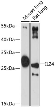 Anti-IL-24 Antibody (CAB1879)