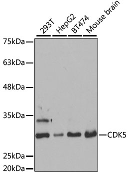 Anti-CDK5 Antibody (CAB5730)