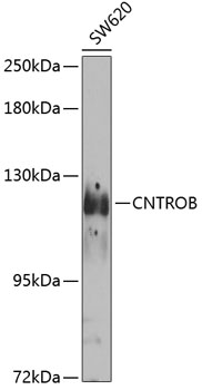 Anti-Centrobin Polyclonal Antibody (CAB8277)