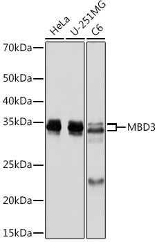 Anti-MBD3 Antibody (CAB8905)