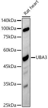 Western blot analysis of extracts of Rat heart, using UBA3 antibody at 1:500 dilution. Secondary antibody: HRP Goat Anti-Rabbit IgG (H+L) at 1:10000 dilution. Lysates/proteins: 25ug per lane. Blocking buffer: 3% nonfat dry milk in TBST. Detection: ECL Basic Kit. Exposure time: 180s.