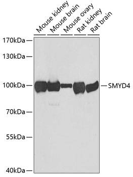 Anti-SMYD4 Antibody (CAB7310)