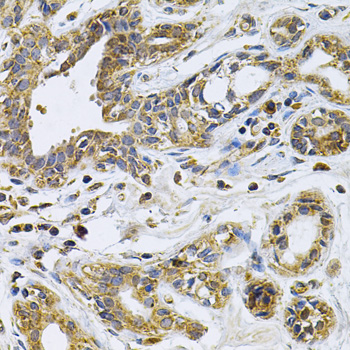 Anti-DRD3 Antibody (CAB1556)