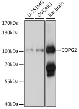 Anti-COPG2 Antibody (CAB15816)