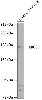 Anti-ABCC8 Polyclonal Antibody (CAB8456)