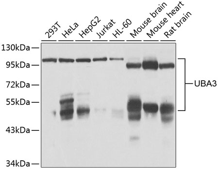 Anti-UBA3 Antibody (CAB7504)