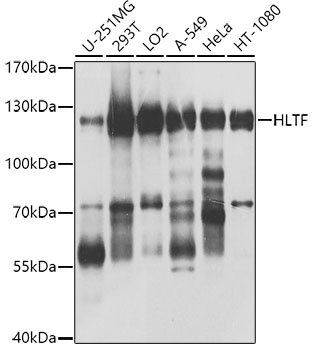 Anti-HLTF Polyclonal Antibody (CAB8353)