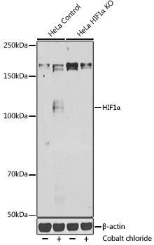 Anti-HIF1Alpha Antibody [KO Validated] (CAB7684)