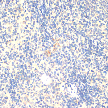 Anti-FOXP3 Antibody (CAB12051)