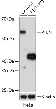 Anti-PTEN Antibody [KO Validated] (CAB19104)