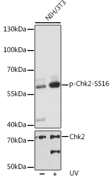 Anti-Phospho-Chk2-S516 Antibody (CABP0604)