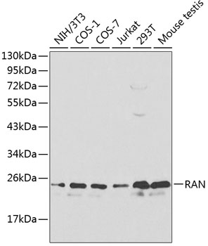 Anti-RAN Antibody (CAB0976)