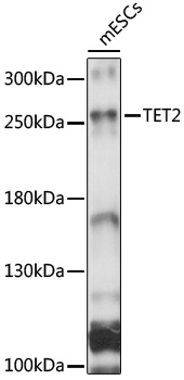 Anti-TET2 Antibody (CAB17306)