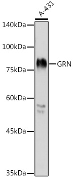 Anti-GRN Antibody (CAB12440)