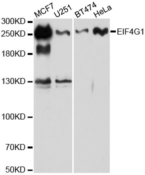 Anti-EIF4G Antibody (CAB6086)