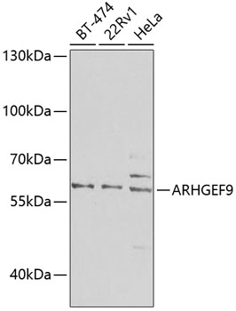 Anti-ARHGEF9 Polyclonal Antibody (CAB7964)