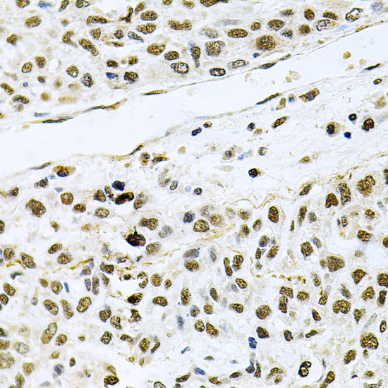 Anti-MCL1 Antibody (CAB0250)