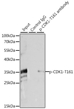 Anti-Phospho-CDK1-T161 Antibody (CABP0324)