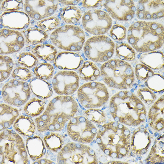 Anti-Beta-Tubulin Antibody (CABC008)