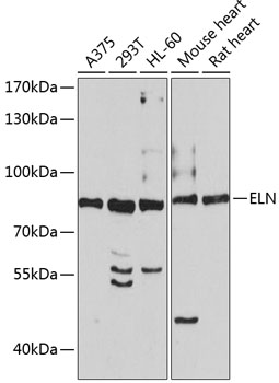 Anti-ELN Antibody (CAB2723)