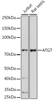 Anti-ATG7 Antibody (CAB0691)