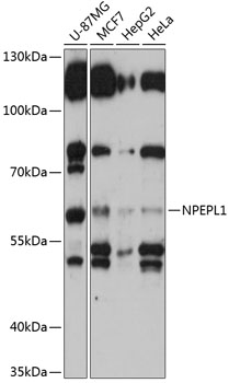 Anti-NPEPL1 Antibody (CAB14423)