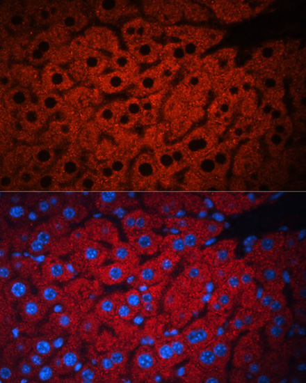 Anti-PEX19 Antibody (CAB5476)