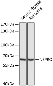 Anti-NEPRO Antibody