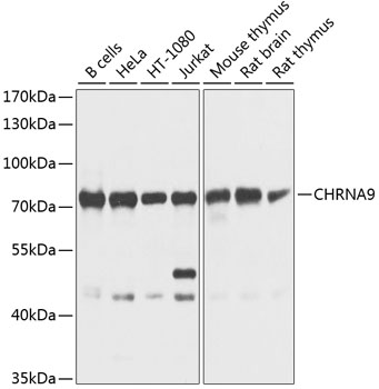 Anti-CHRNA9 Polyclonal Antibody (CAB9975)