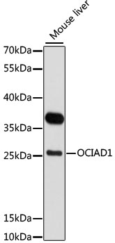 Anti-OCIAD1 Antibody (CAB11630)