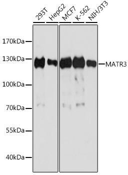 Anti-MATR3 Antibody (CAB5905)