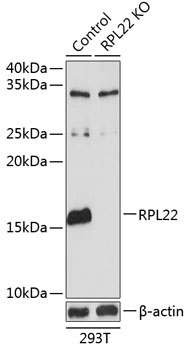 Anti-RPL22 Antibody [KO Validated] (CAB19866)