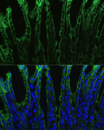 Anti-Alexa Fluor 488-conjugated AffiniPure Goat Anti-Mouse IgG (H+L) Antibody