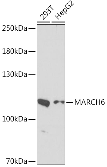 Anti-MARCH6 Antibody (CAB16097)