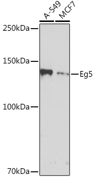 Anti-Eg5 Antibody (CAB4659)