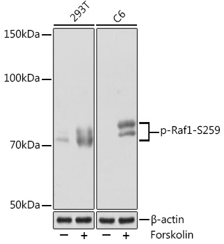 Anti-Phospho-Raf1-S259 Antibody (CABP1012)