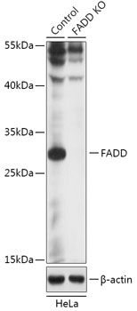 Anti-FADD Antibody [KO Validated] (CAB18044)