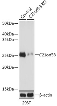 Anti-C21orf33 Antibody [KO Validated] (CAB19971)