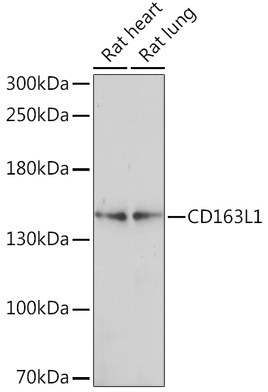 Anti-CD163L1 Antibody (CAB15578)