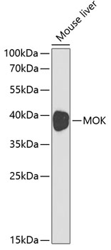 Anti-MOK Antibody (CAB1786)