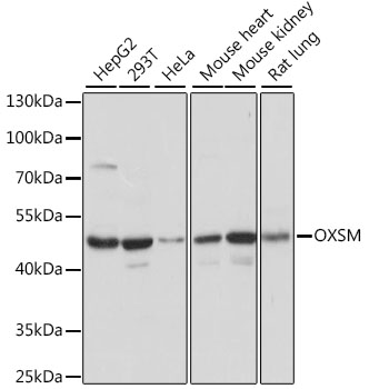 Anti-OXSM Antibody (CAB15852)