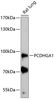 Anti-PCDHGA1 Antibody (CAB13193)