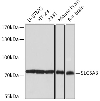 Anti-SLC5A3 Antibody (CAB18380)